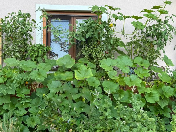 Üppiges Wachstum im Dochtbeet Dicht bepflanztes Dochtbeet mit Gemüse und Kräutern