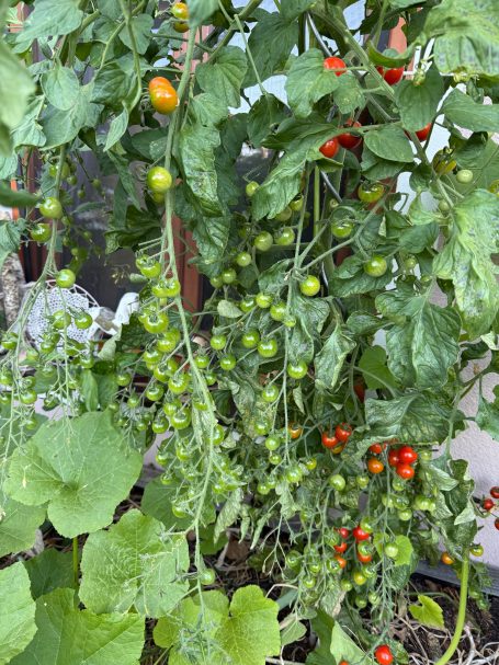 Gemüse im Dochtbeet Tomaten in einem bepflanzten Dochtbeet mit Wasserspeicher