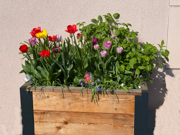 Frühling im Dochtbeet Bunt bepflanztes Dochtbeet aus Lärchenholz mit Blumen